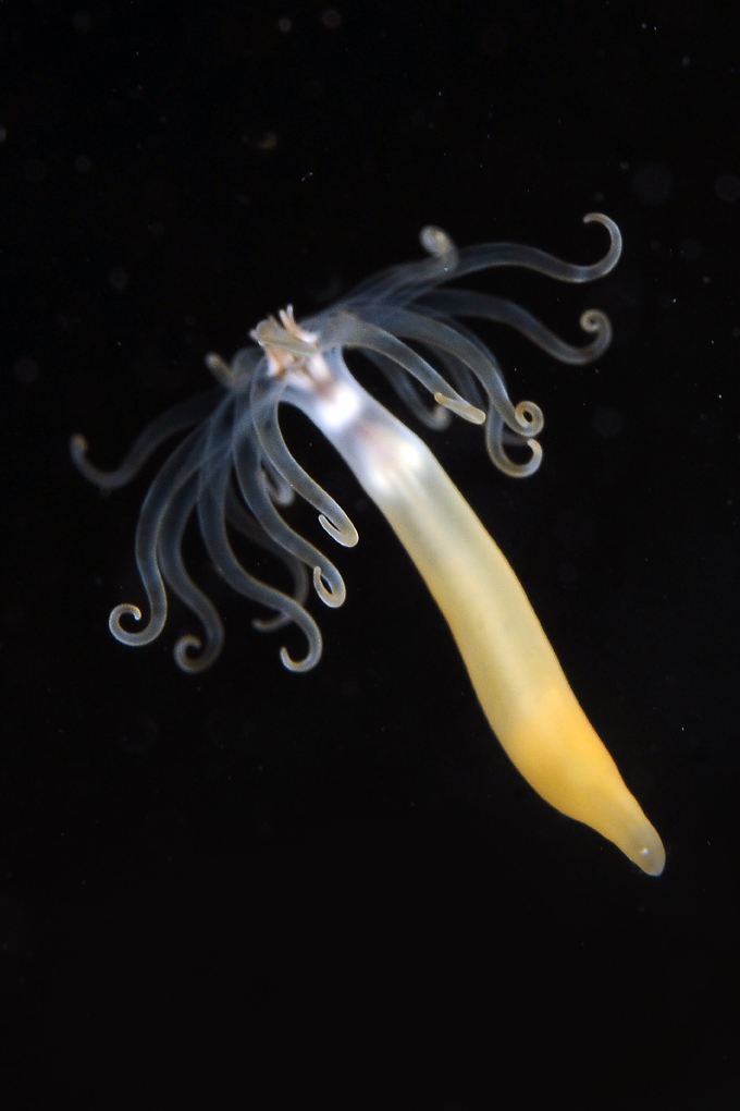 Cerianthus sp 07-08-15